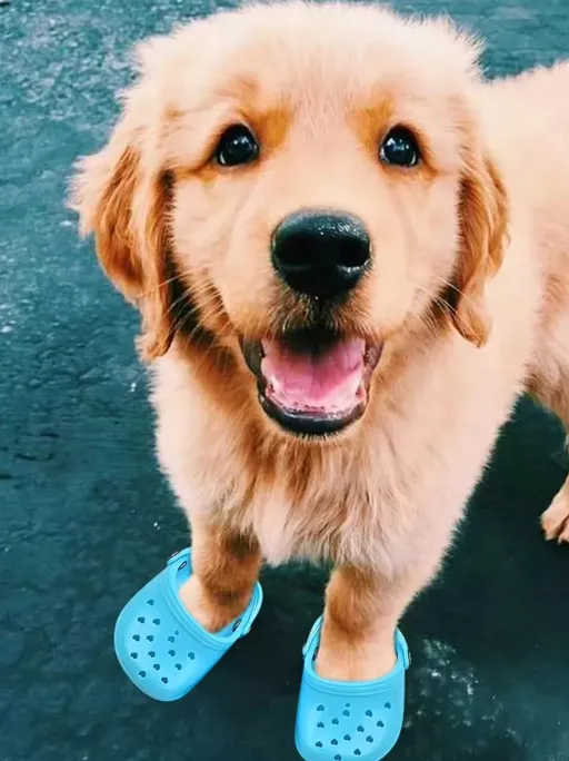 Dog Crocs: Breathable Pet Beach Sandals