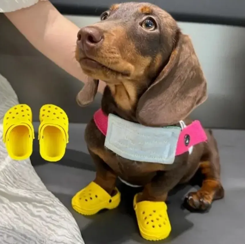 Dog Crocs: Breathable Pet Beach Sandals